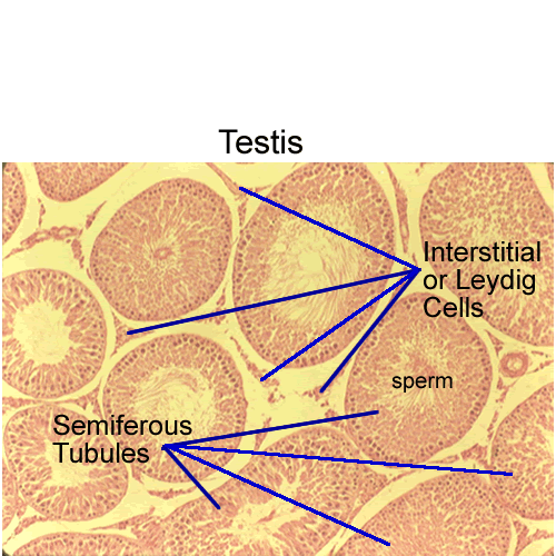 Endocrine Histology Page